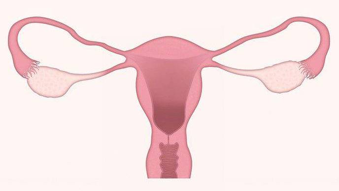 Extra Choline May Help Pregnant Women Decrease Negative Effects of COVID-19 on Their Newborns