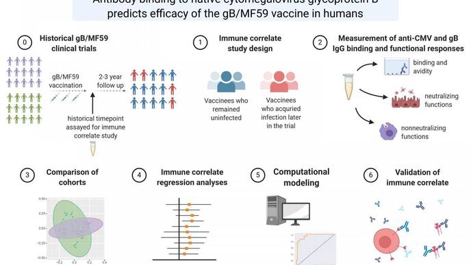 Researchers Identify Key Marker to Help Speed Development of CMV Vaccines