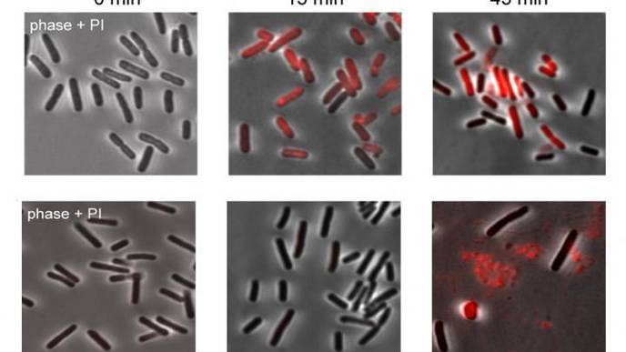 Scientists Reveal the Role of Retrons in Bacteria