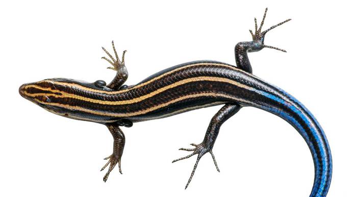 Lizards May Be Protecting People from Lyme Disease in the Southeastern United States