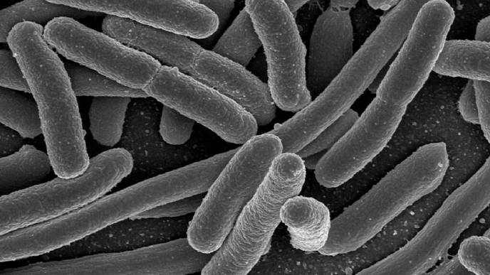 Fighting E. Coli with E. Coli