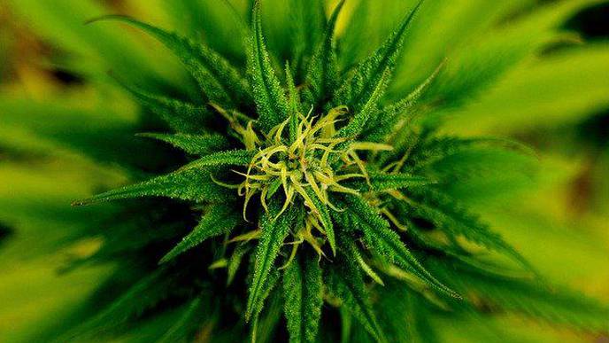 Medical Marijuana Associated with Fewer Hospitalizations for Individuals Living with Sickle Cell Disease