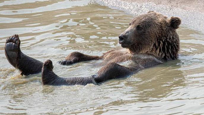 Can Knowledge About Brown Bears Contribute to Development of a Vaccine Against Atherosclerosis in Humans?