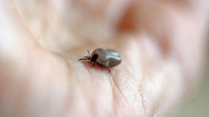 Scientists Identify Protein That Protects Against Lyme Disease