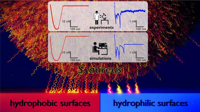Why Do Hospital Germs Bind More Strongly to Certain Surfaces Than to Others?