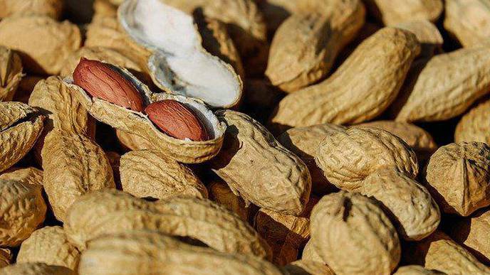 Resistance Training & Peanut Protein Supplementation Positively Affect Muscle Health in Older Adults