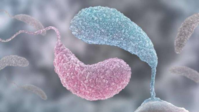 Yin & Yang: Two Signaling Molecules Control Growth & Behavior in Bacteria