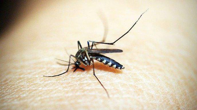 Approved Malaria Drug Joins the Fight Against Deadly Brain Cancer