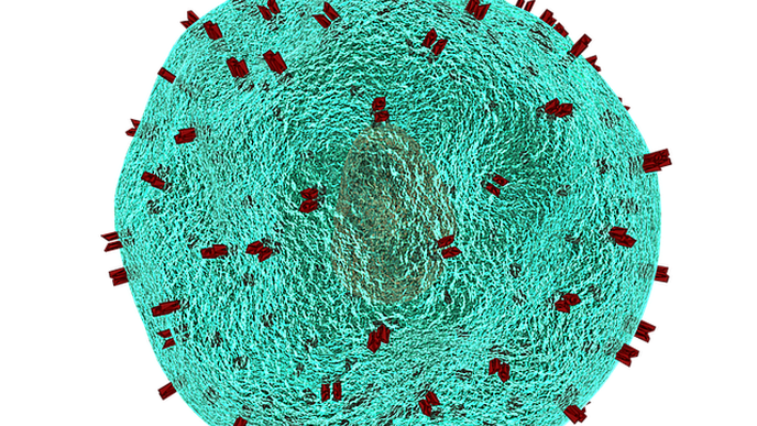Stem Cell Transplantation: Undesirable Rejection Mechanism Identified