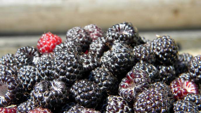 In Mouse Study, Black Raspberries Show Promise for Reducing Skin Inflammation