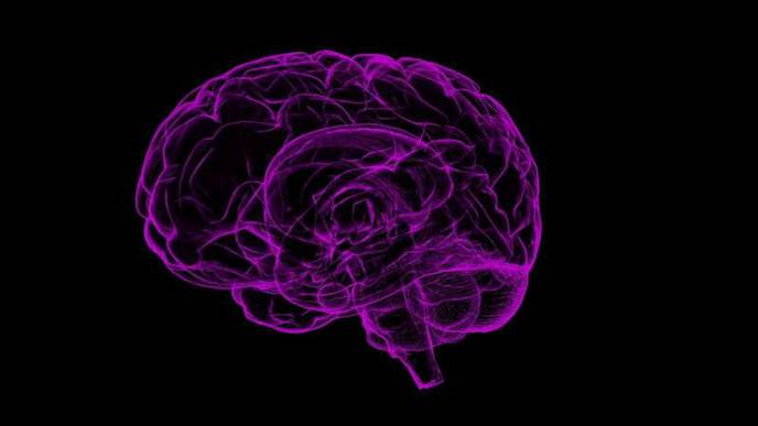 Locus of Male Sexual Desire Has Been Uncovered in the Brain