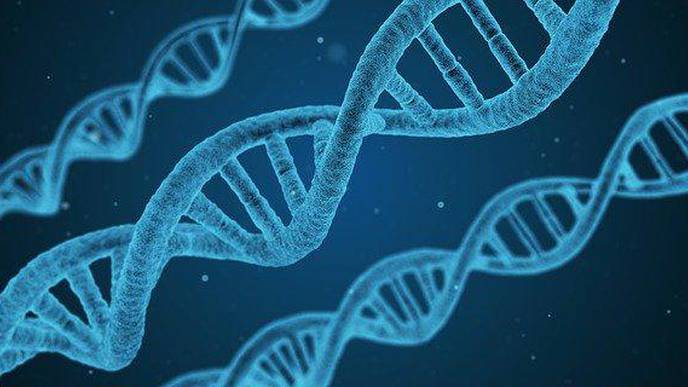 Researchers Discover Treatment Option for Rare Genetic Disorder