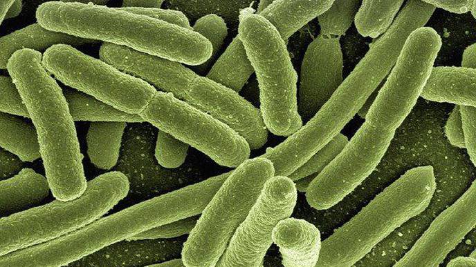 Using Viruses to Kill Tuberculosis Bacteria
