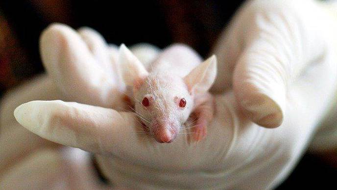 Nutrition, Companionship Reduce Pain in Mice with Sickle Cell Disease, Study Finds