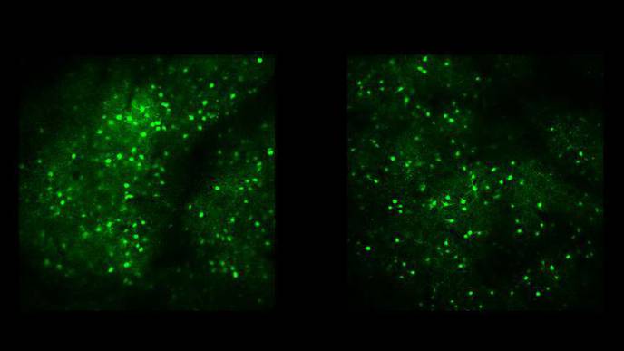 As Novel Sights Become Familiar, Different Brain Rhythms, Neurons Take Over