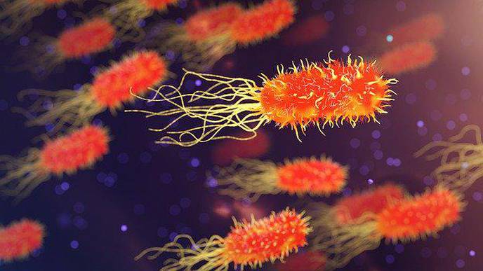 Texas Biomed Accelerates Multi-Species Study To Identify COVID-19 Animal Model