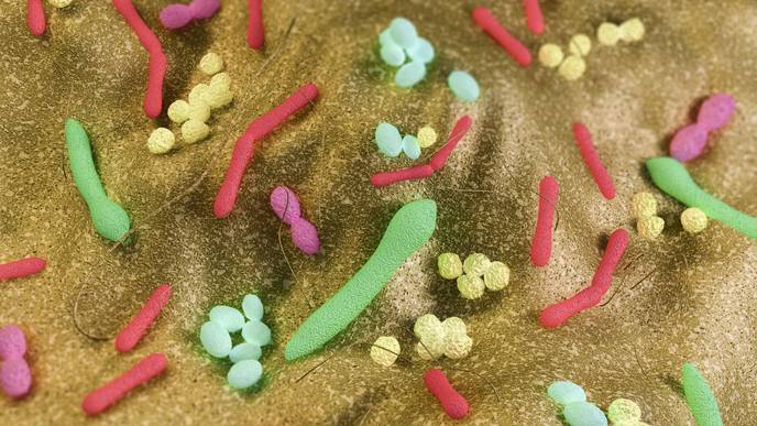 AI Technique Reveals Gut Biome's Role in Depression and High Blood Pressure
