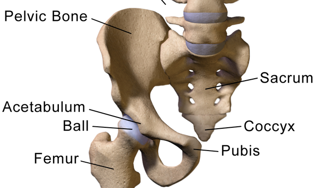 New Study Pinpoints Two Separate Mutation Near GDF5 Gene for Osteoarthritis, Hip Dysplasia
