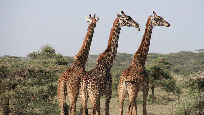 Giraffes’ Weirdest Feature Could Unlock New Treatments for Heart Disease