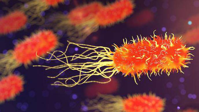 Scientists Identify Nutrient That Helps Prevent Bacterial Infection