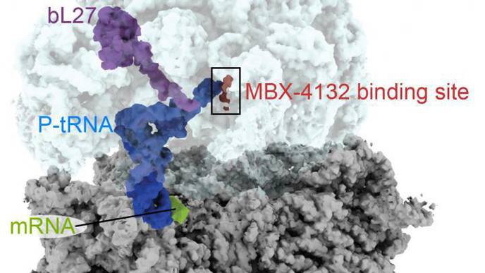 New Antibiotic Clears Multi-Drug Resistant Gonorrhea in Mice in Single Dose