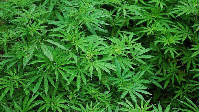 Marijuana Use Associated with Complications After Heart Attack Or Procedures