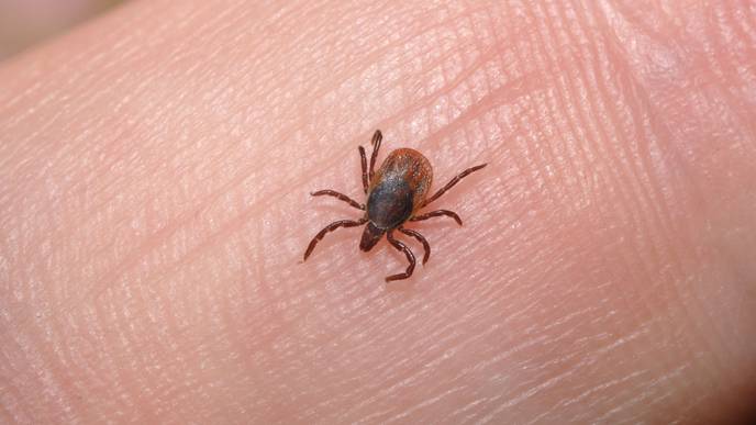 Tick Control Across US Lagging Amid Rising Lyme Disease Threat