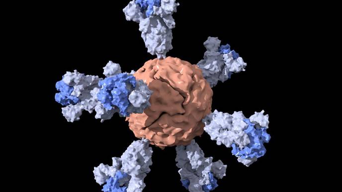 Nanoparticle Vaccine for COVID-19 Is a Single Shot
