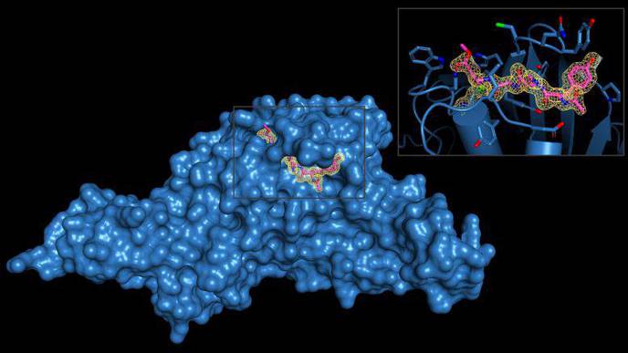 Next COVID-19 Drug Target: Viral “Molecular Scissor”