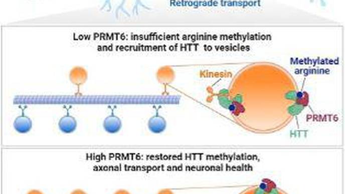 Huntington's Disease: Neural Traffic Could Help Understand the Disease