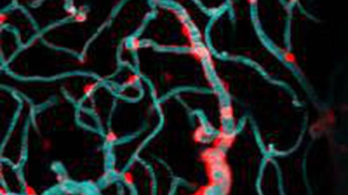 Light & Genetic Probes Untangle Dynamics of Blood Flow Through the Brain’s Vast Capillary Network