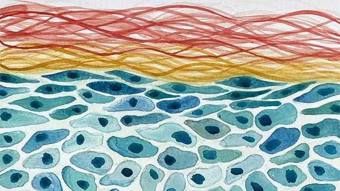 Scientists Reveal Regenerative Treatment Path for Diabetic Foot Ulcers