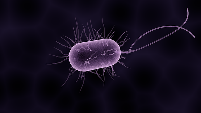 Gut Microbes Could Unlock the Secret to Healthy Aging
