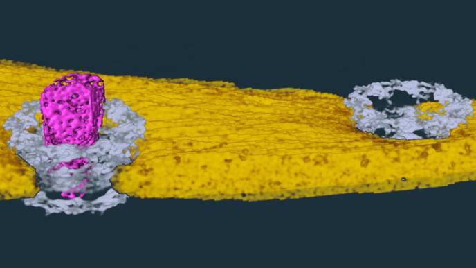 A New Piece of the HIV Infection Puzzle Explored
