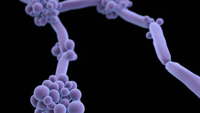 How Two California Hospitals Prevented the Spread of a Deadly Fungal ...