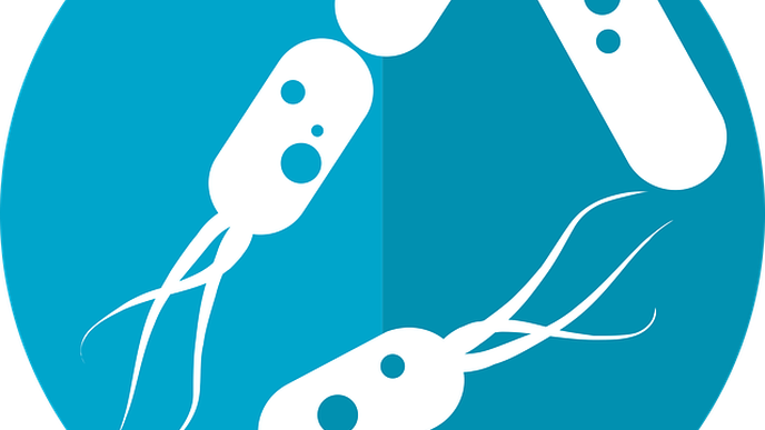 Gut Microbiome Implicated in Healthy Aging & Longevity