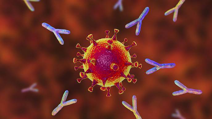 UArizona Health Sciences Study Shows SARS-CoV-2 Antibodies Provide Lasting Immunity