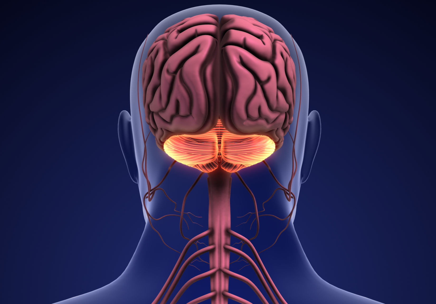 Brain Cells Reprogramming Mouse Model Shows How Epigenetic Changes Reprogram Astrocytes into ...